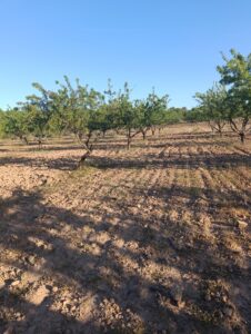 Terreno rural en venta en Chaparral, Cehegin