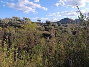 Terreno rural en venta en Chaparral, Cehegin