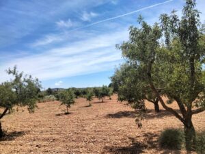 Terreno rural en venta en Chaparral, Cehegin
