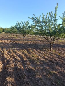 Terreno rural en venta en Chaparral, Cehegin