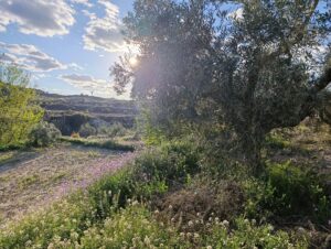 Terreno rural en venta en Chaparral, Cehegin