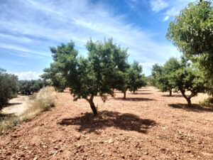 Terreno rural en venta en Chaparral, Cehegin