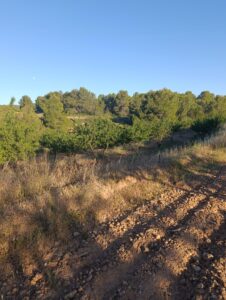 Terreno rural en venta en Chaparral, Cehegin