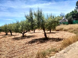 Terreno rural en venta en Chaparral, Cehegin