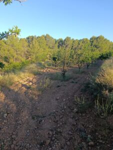 Terreno rural en venta en Chaparral, Cehegin