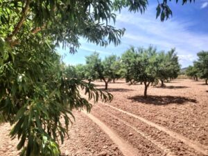 Terreno rural en venta en Chaparral, Cehegin