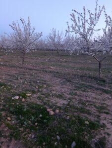 Terreno rural en venta en Chaparral, Cehegin