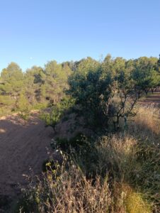Terreno rural en venta en Chaparral, Cehegin