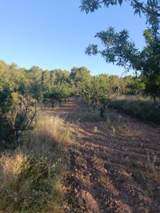 Terreno rural en venta en Chaparral, Cehegin