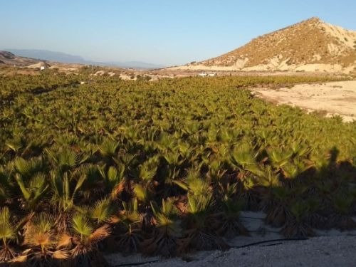 Terreno rural en venta en Chinchillanas, Fortuna