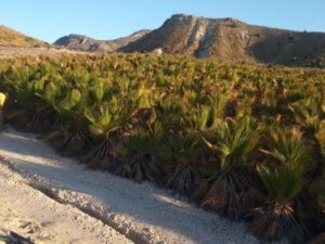 Terreno rural en venta en Chinchillanas, Fortuna