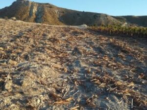 Terreno rural en venta en Chinchillanas, Fortuna