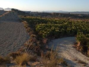 Terreno rural en venta en Chinchillanas, Fortuna