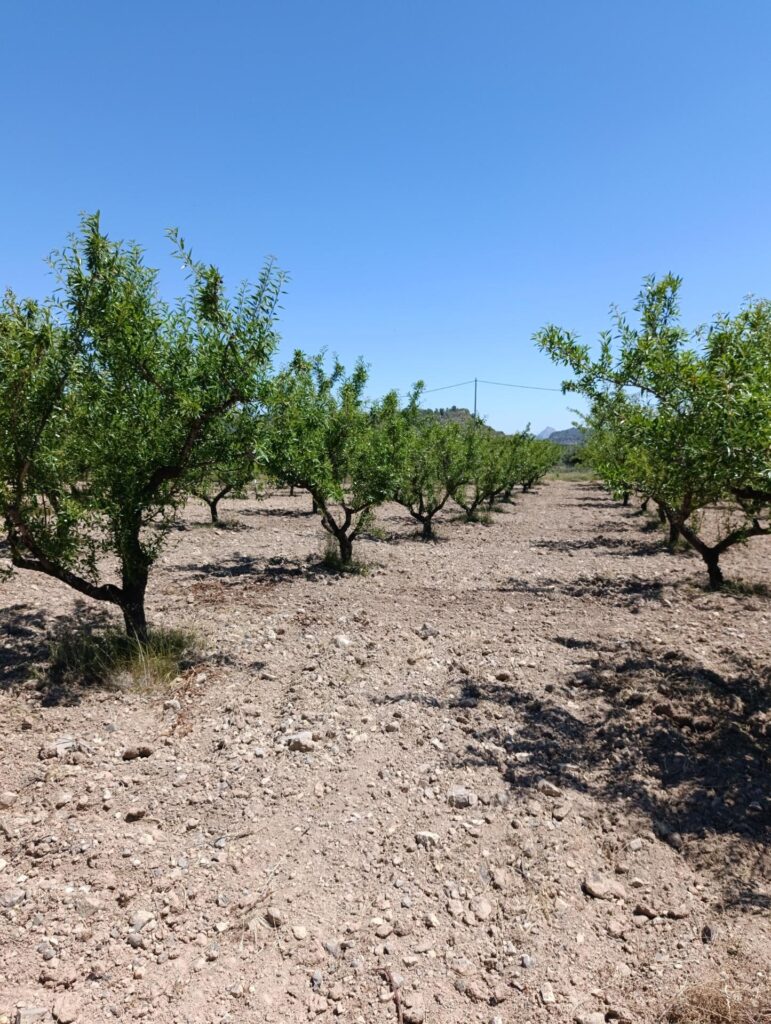 Terreno rural en venta en El chaparral, Cehegin