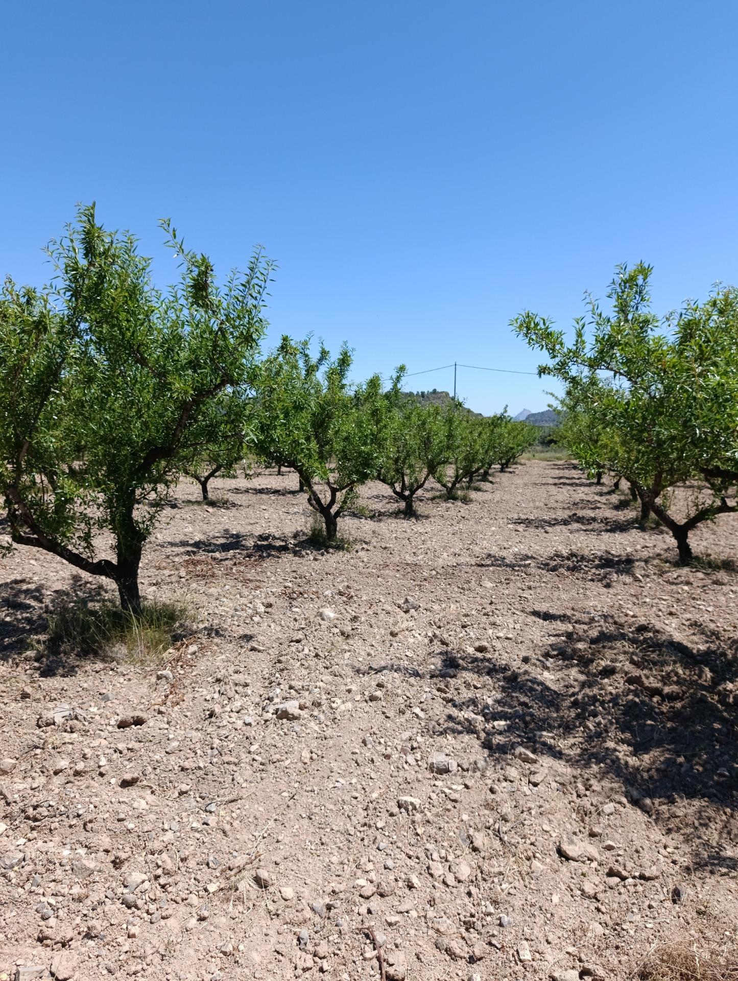 Terreno rural en venta en El chaparral, Cehegin