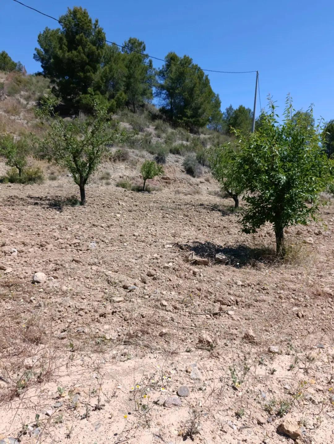 Terreno rural en venta en El chaparral, Cehegin