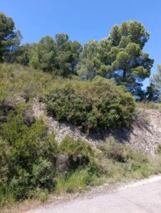 Terreno rural en venta en El chaparral, Cehegin