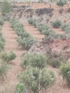 Terreno rural en venta en El chaparral, Cehegin