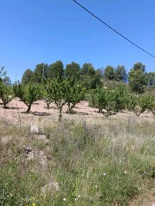 Terreno rural en venta en El chaparral, Cehegin