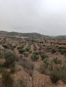 Terreno rural en venta en El chaparral, Cehegin