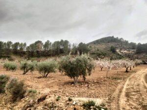 Terreno rural en venta en El chaparral, Cehegin