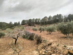Terreno rural en venta en El chaparral, Cehegin