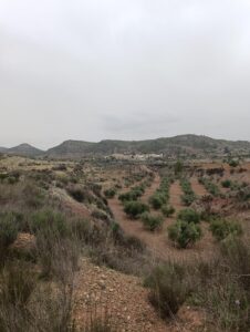Terreno rural en venta en El chaparral, Cehegin
