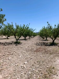 Terreno rural en venta en El chaparral, Cehegin