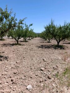 Terreno rural en venta en El chaparral, Cehegin