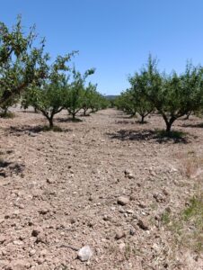 Terreno rural en venta en El chaparral, Cehegin