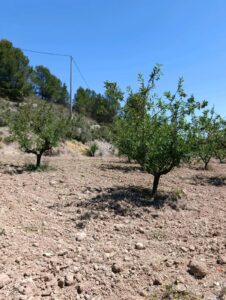 Terreno rural en venta en El chaparral, Cehegin