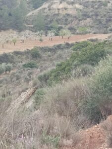 Terreno rural en venta en El chaparral, Cehegin