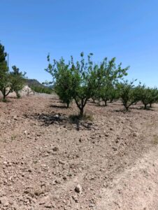 Terreno rural en venta en El chaparral, Cehegin