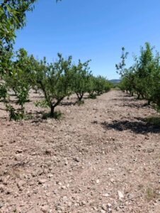 Terreno rural en venta en El chaparral, Cehegin