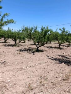 Terreno rural en venta en El chaparral, Cehegin