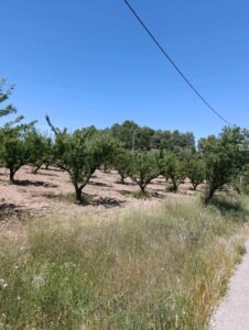 Terreno rural en venta en El chaparral, Cehegin