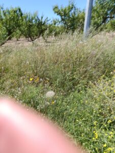 Terreno rural en venta en El chaparral, Cehegin