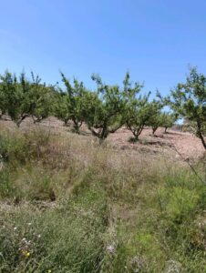 Terreno rural en venta en El chaparral, Cehegin