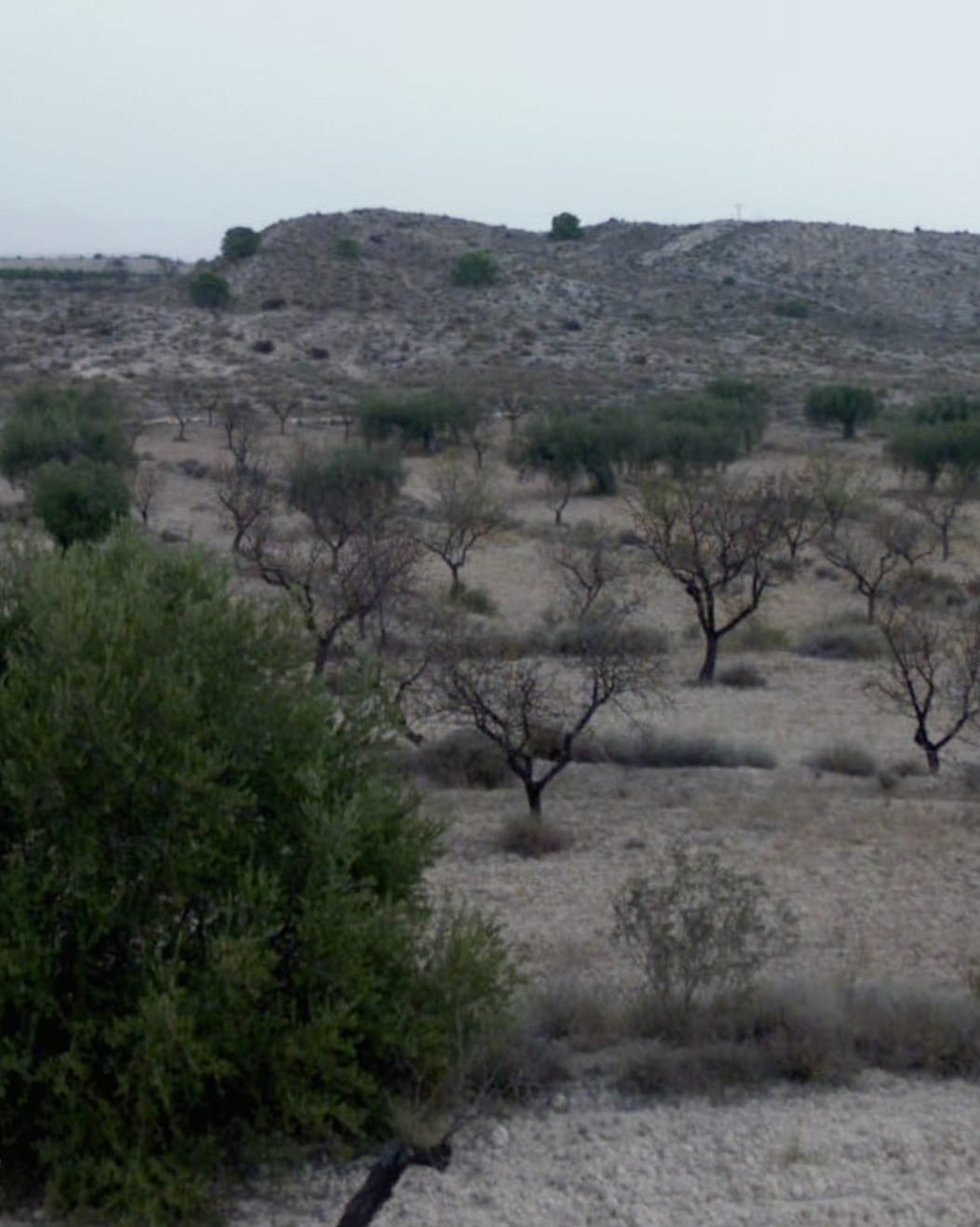 Terreno rural en venta en La Albarda, Molina de Segura