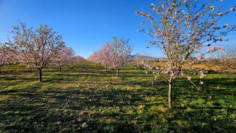 Terreno rural en venta en La Pinilla – Las Palas, Fuente alamo de Murcia