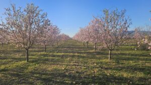 Terreno rural en venta en La Pinilla - Las Palas, Fuente alamo de Murcia