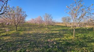 Terreno rural en venta en La Pinilla - Las Palas, Fuente alamo de Murcia
