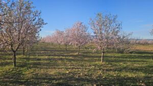 Terreno rural en venta en La Pinilla - Las Palas, Fuente alamo de Murcia