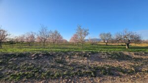 Terreno rural en venta en La Pinilla - Las Palas, Fuente alamo de Murcia