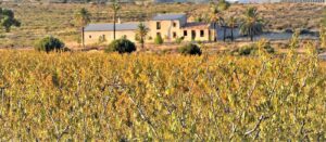 Terreno rural en venta en Las Torres de Cotillas, Las Torres de Cotillas