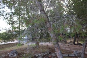 Terreno rural en venta en Los Vientos-Casa Ros, Molina de Segura