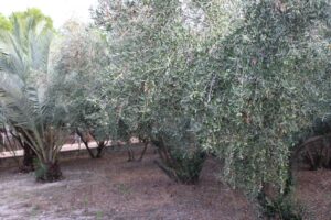 Terreno rural en venta en Los Vientos-Casa Ros, Molina de Segura
