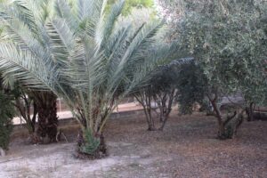 Terreno rural en venta en Los Vientos-Casa Ros, Molina de Segura