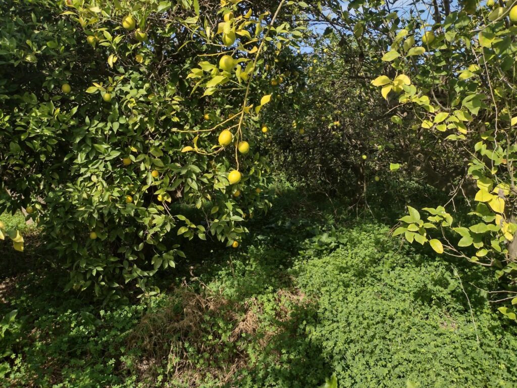 Terreno rural en venta en Machacanta, Torreaguera