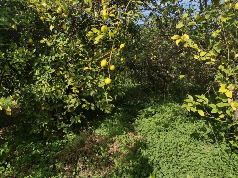 Terreno rural en venta en Machacanta, Torreaguera